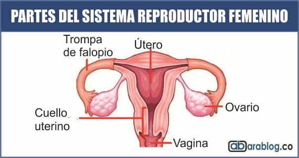 Partes del sistema reproductor femenino