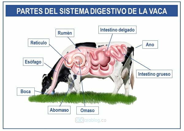 partes del sistema digestivo de la vaca