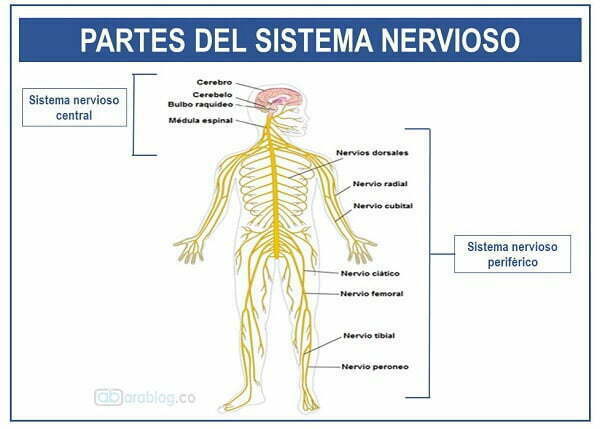 Por qué está formado el sistema nervioso